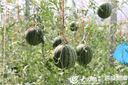 桓台吃瓜视频事件,揭秘网络谣言背后的真相