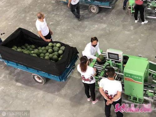 潍坊吃瓜被抓事件真相,真相揭秘，法律边界与公众舆论的碰撞