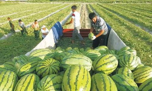 东营吃瓜事件最新进展图,最新进展揭示惊人内幕