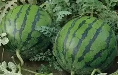 辽宁校园吃瓜事件真相,揭秘真相与反思