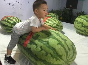 保定吃瓜事件,网络舆论的风暴与反思