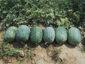 尉氏县吃瓜事件,一场引发社会关注的网络风波