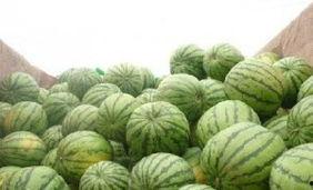 尉氏县吃瓜事件,一场引发社会关注的网络风波