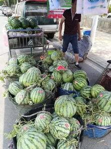 砀山文庄吃瓜事件真相