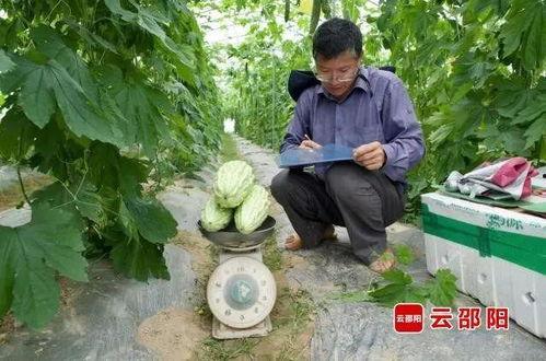 邵阳吃瓜最新事件,揭秘网络热议背后的真相