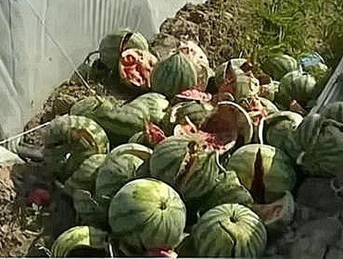 温州瑞安吃瓜事件真相揭秘,真相大白,还原事件始末