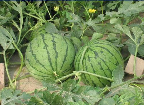 乐山师院吃瓜事件真相,真相与反思