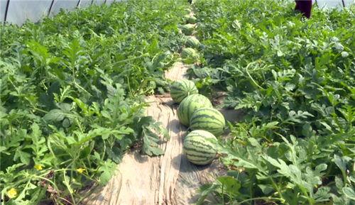 汶上的吃瓜事件最新进展,最新进展揭示惊人内幕