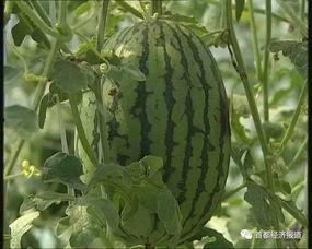 汶上的吃瓜事件最新进展,最新进展揭示惊人内幕